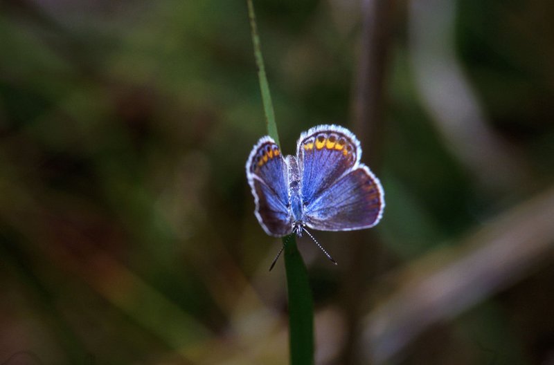 RSKarnerBlueButterfly_JohnAndKarenHollingsworth_USFWS_FPWC-scr