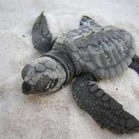 RSKempsRidleySeaTurtle_Hatchling_NPS_FPWC