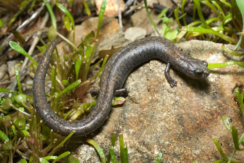 RSKern_Canyon_Slender_Salamander_Batrachoceps_simatus_ C_2010_ Andreas_Kettenburg_FPWC