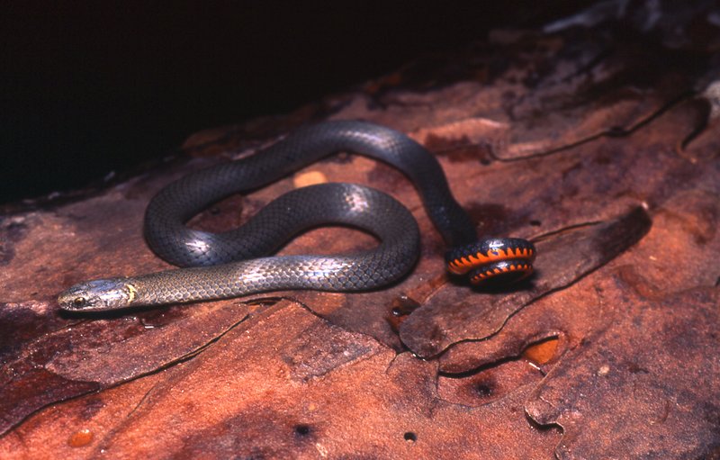 RSKey_Ringneck_Snake_Diadophis_punctatus_acricus_Big_Pine_Key_Monroe_Co_C_Kenneth_Krysko_FPWC