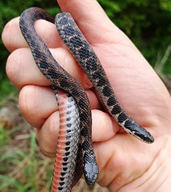 RSKirtlands_Snakes_Megan_Seymour_USFWS_FPW(1)