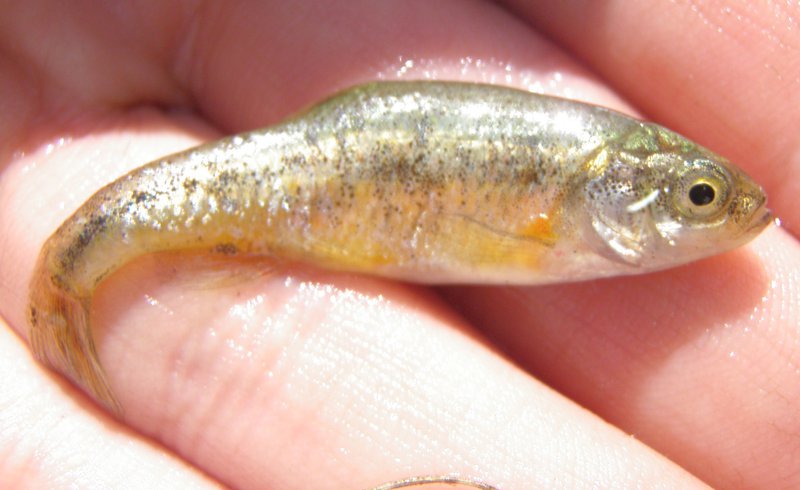RSLeast_chub.jpg