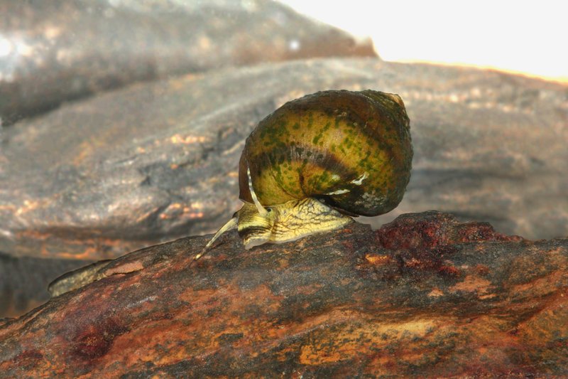 RSLeptoxis_compacta_Oblong_Rocksnail_Live_Alabama_Aquatic_Biodiversity_Center_ADCNR_FPWC