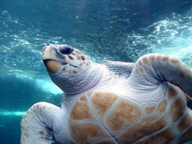 Loggerhead Sea Turtle from Wikimedia Commons by Damien DuToit