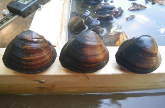 RSLouisiana_pigtoe_Pleurobema_riddellii_USFWS_FPWC