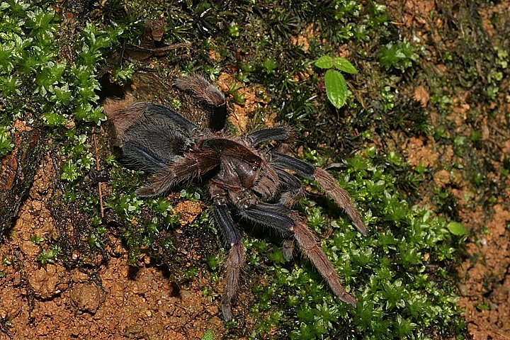 Malaysian Purple-femur Tarantula by Chris R Shepherd