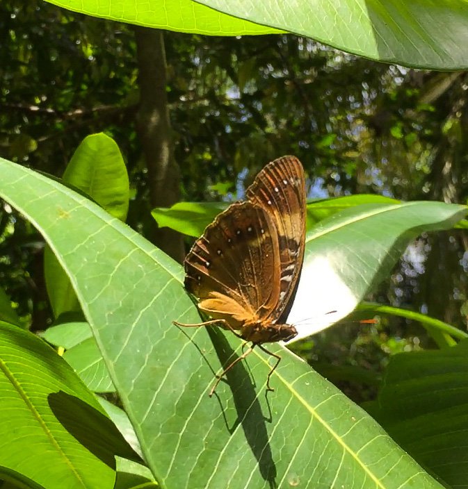 RSMariana_eight-spot_butterfly_USFWS_FPWC.JPG