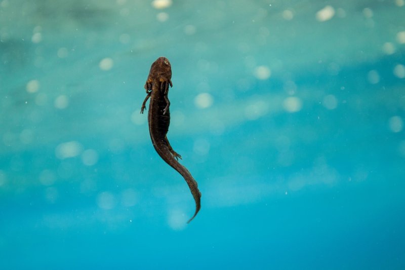 RSMazama-newt-NPS-FPWC(1)