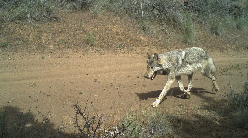 RSMetolius-wolf-ODFW-FPWC