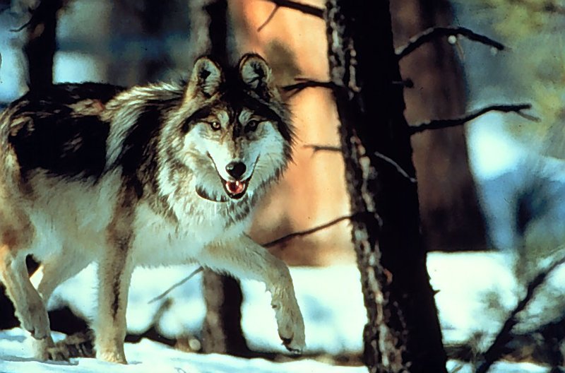 RSMexicanGrayWolf_GeorgeAndrejko_AZGF_FPWC