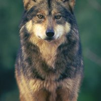 RSMexicanGrayWolf_RobinSilver_FPWC_2_HIGHRES-hpr(1)