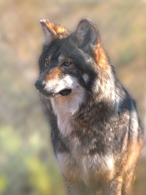 RSMexicanGrayWolf_RobinSilver_FPWC_3