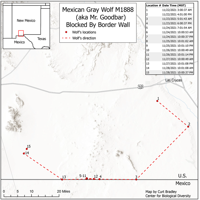 RSMexican_wolf_blocked_11_2021_Curt_Bradley_Center_FPWC.png