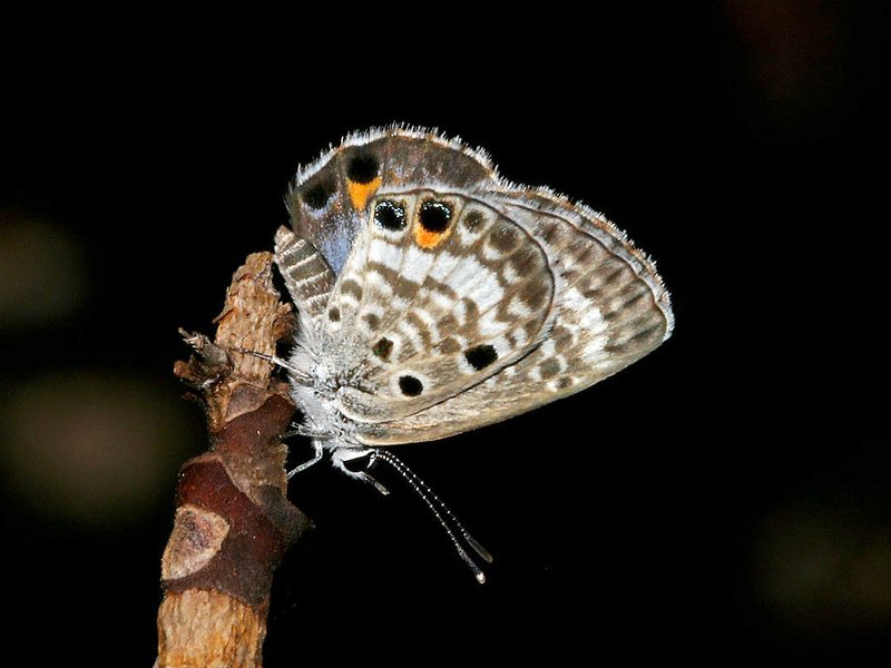 RSMiami_Blue_Butterfly_Cyclargus_thomasi_bethunebakeri_Bill_Bouton_Flickr_FPWC_OKforMediaUse