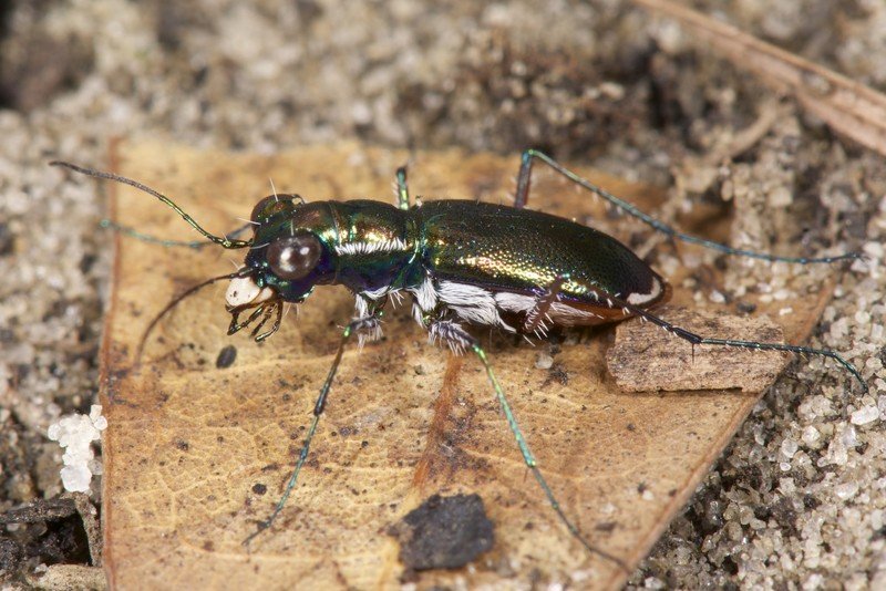 RSMiami_tiger_beetle_Jonathan_Mays_FFWCC-scr