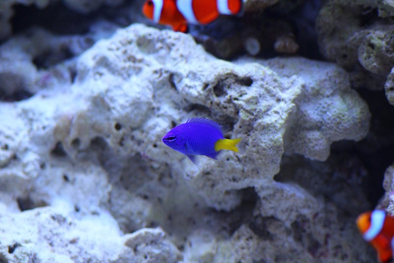 RSMicrospathodon_chrysurus_yellowtail_damselfish_aquarist.me_flickr_FPWC_commercial_use_ok-scr
