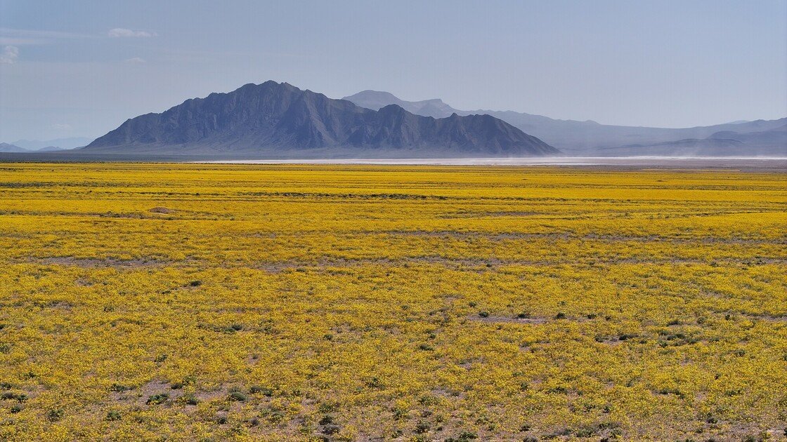 Lawsuit Launched to Stop New Mining Exploration Near Nevada’s Ash Meadows – Center for Biological Diversity