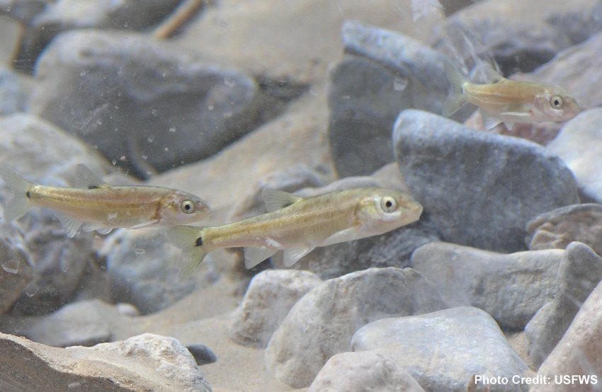 Nevada Supreme Court Affirms Protecting Water for Wildlife - Vimarsana News