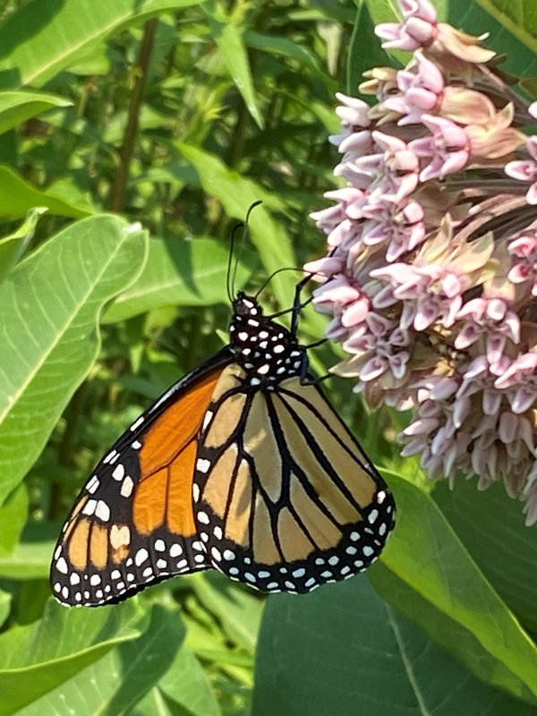 RSMonarch-adult-on-common-Milkweed-Tierra-Curry-FPWC