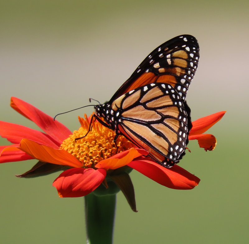 RSMonarch-butterfly-on-Tithonia-by-Tierra-Curry-FPWC