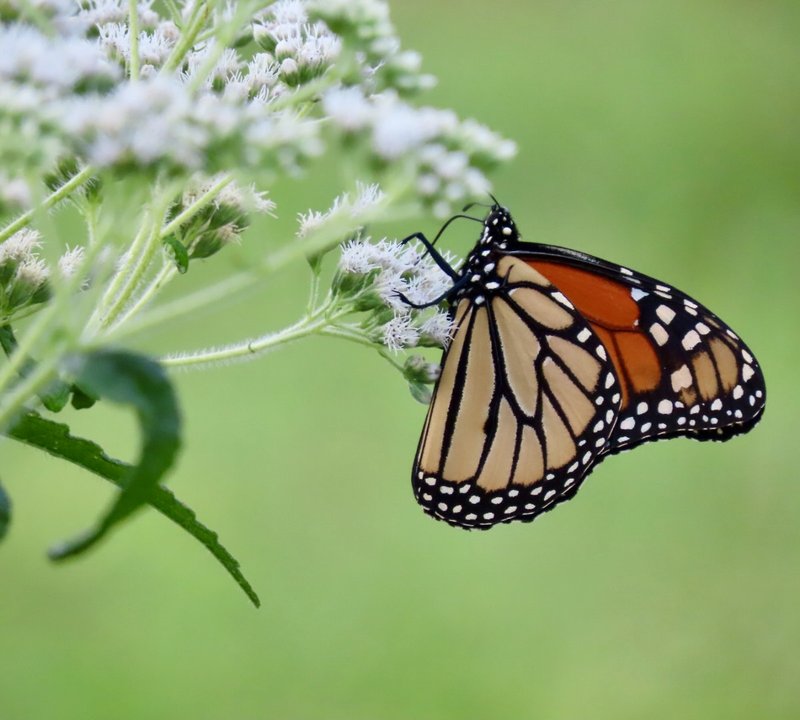 RSMonarch-nectaring-common-boneset-Tierra-Curry-CBD