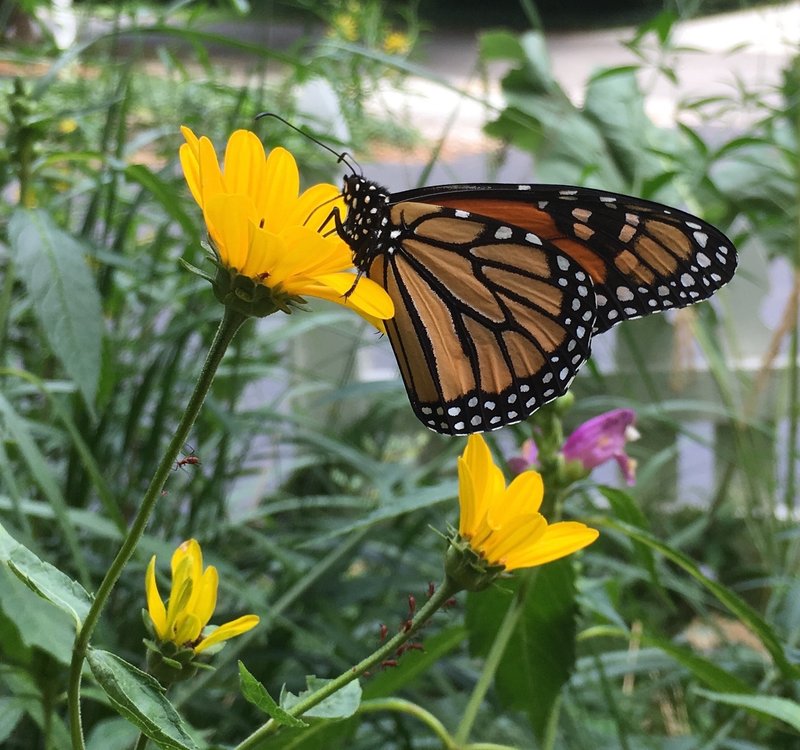 RSMonarch_Butterfly_John_Buse_Center