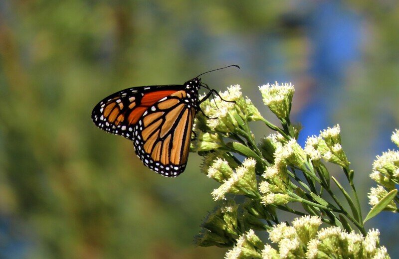 Nevada Bill Would Let State Wildlife Agency Conserve Monarchs, Other Pollinators - Vimarsana News