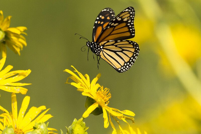 RSMonarch_butterfly_Thomas_Dunkerton_USFWS_FPWC-scr