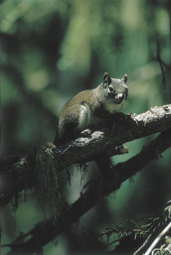 Lawsuit Launched Over Critical Habitat Delay for Endangered Arizona Squirrels - Vimarsana News