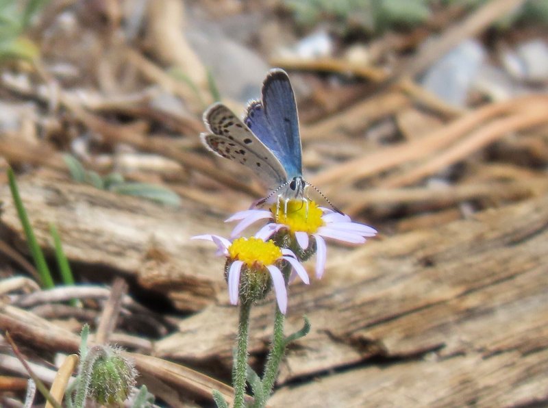 RSMount_Charleston_blue_butterfly_Patrick_Donnelly_Center_for_Biological_Diversity_FPWC_lpr