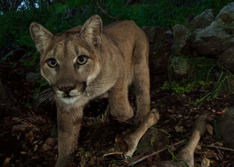 RSMountain_lion_P33_NPS_FPWC