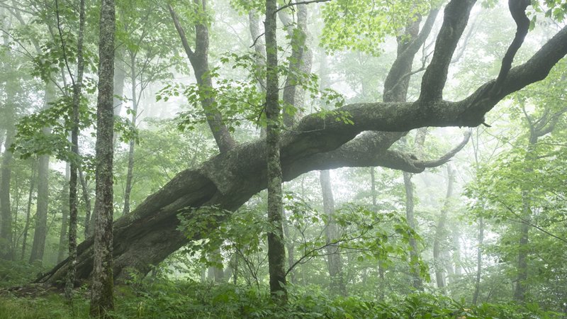 RSNantahala-Pisgah-Center-FPWC