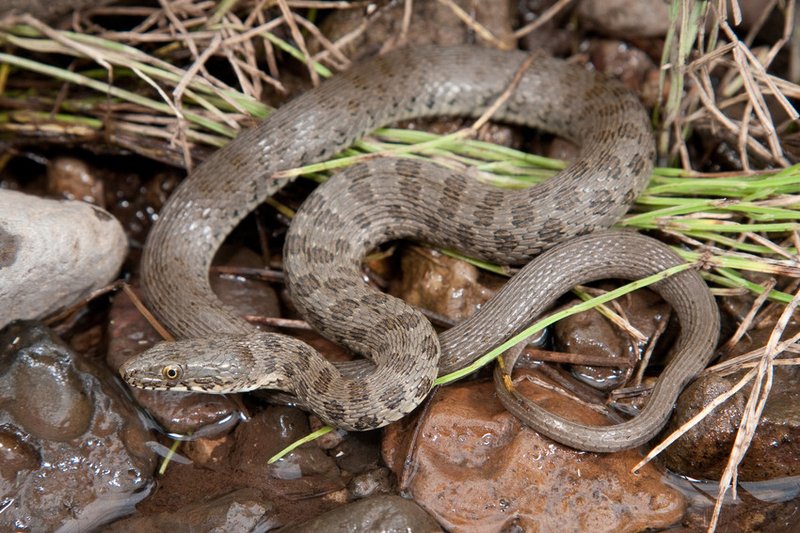 RSNarrow_headed_garter_snake_Pierson_Hill_FPWC_Media_Use_ok-scr