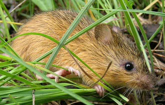 Lawsuit Launched to Protect Endangered Mouse, Riparian Areas in New Mexico's Sacramento Mountains - Vimarsana News
