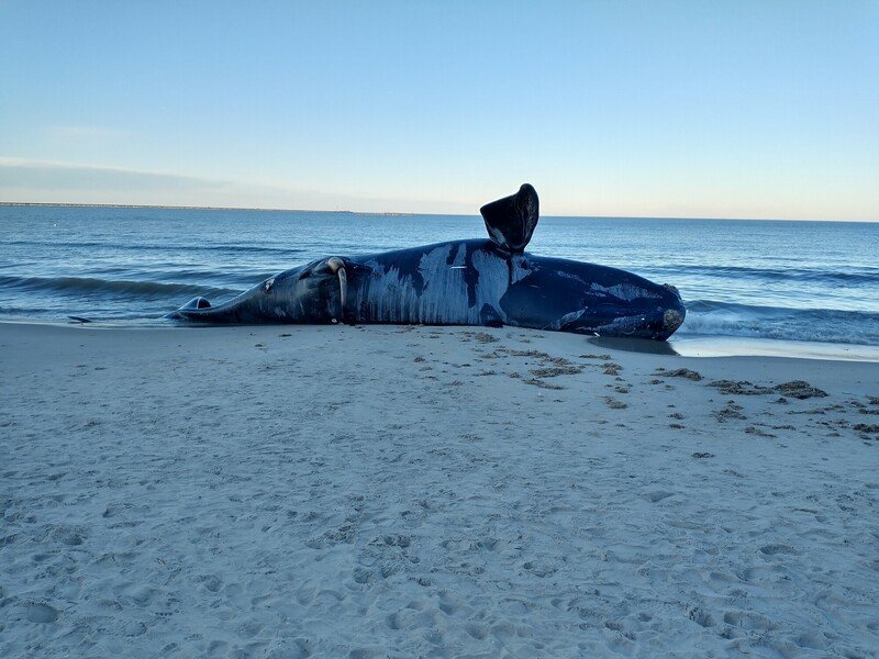 North Atlantic right whale washed up dead on beach