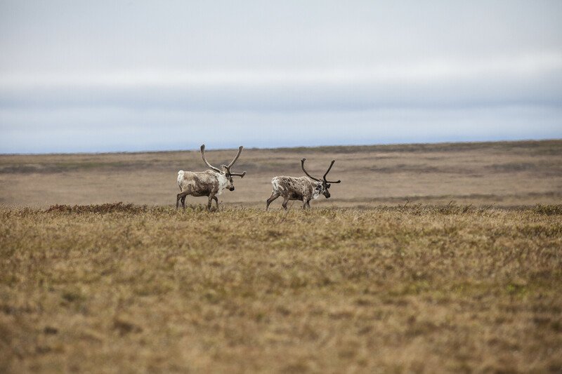 Federal Judge Allows Massive Willow Oil Project Construction to Proceed in Western Arctic - Vimarsana News