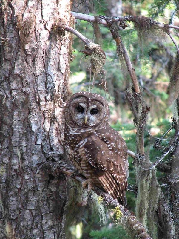 RSNorthernSpottedOwl_Oregon_KrisHennings_USDAForestService_FPWC_2