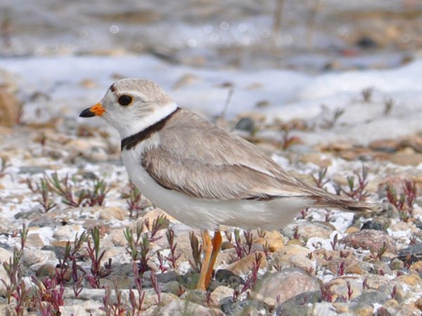 RSNorthern_Great_Plains_piping_plover_Steven_Tucker_USFWS_FPWC