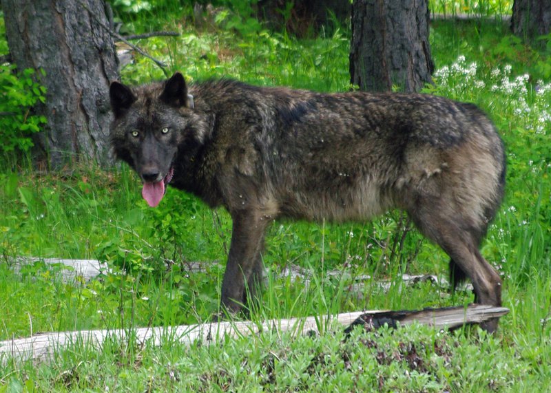 RSOR_Mt_Emily_male_wolf_brown_May_25_14_odfw_.jpg