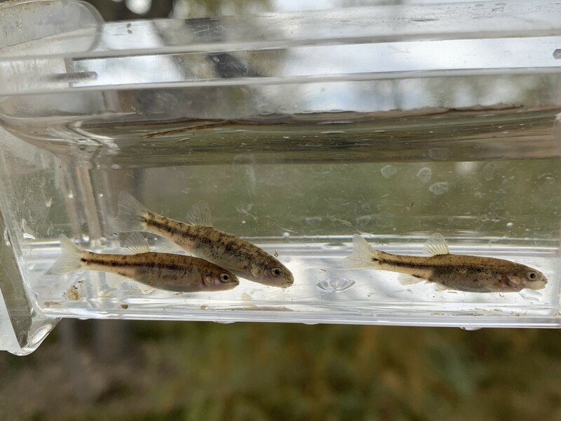 RSOasis-Valley-speckled-dace-BLM-scr