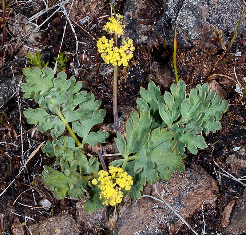 RSOchoco-lomatium-Gerald-D-Carr-FPWC