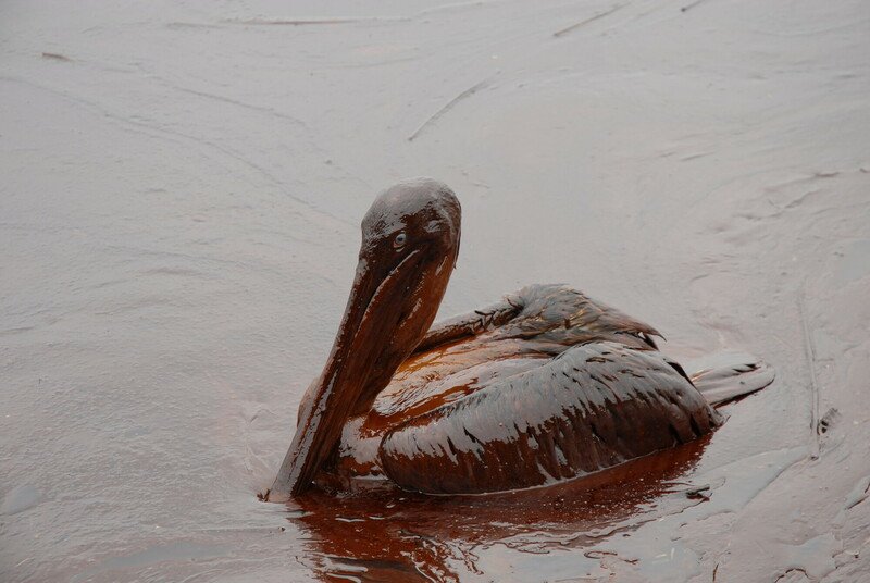 RSOil_covered_pelican_courtesy_Governor_Jindal’s_office_CC_BY_SA-scr