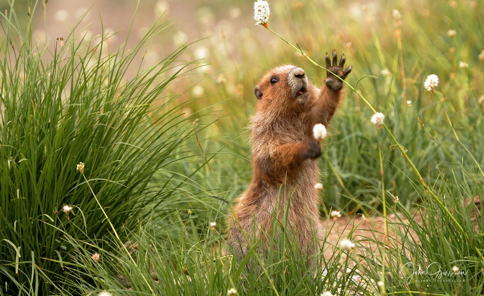 Lawsuit Challenges Failure to Protect Olympic Marmots – Center for Biological Diversity