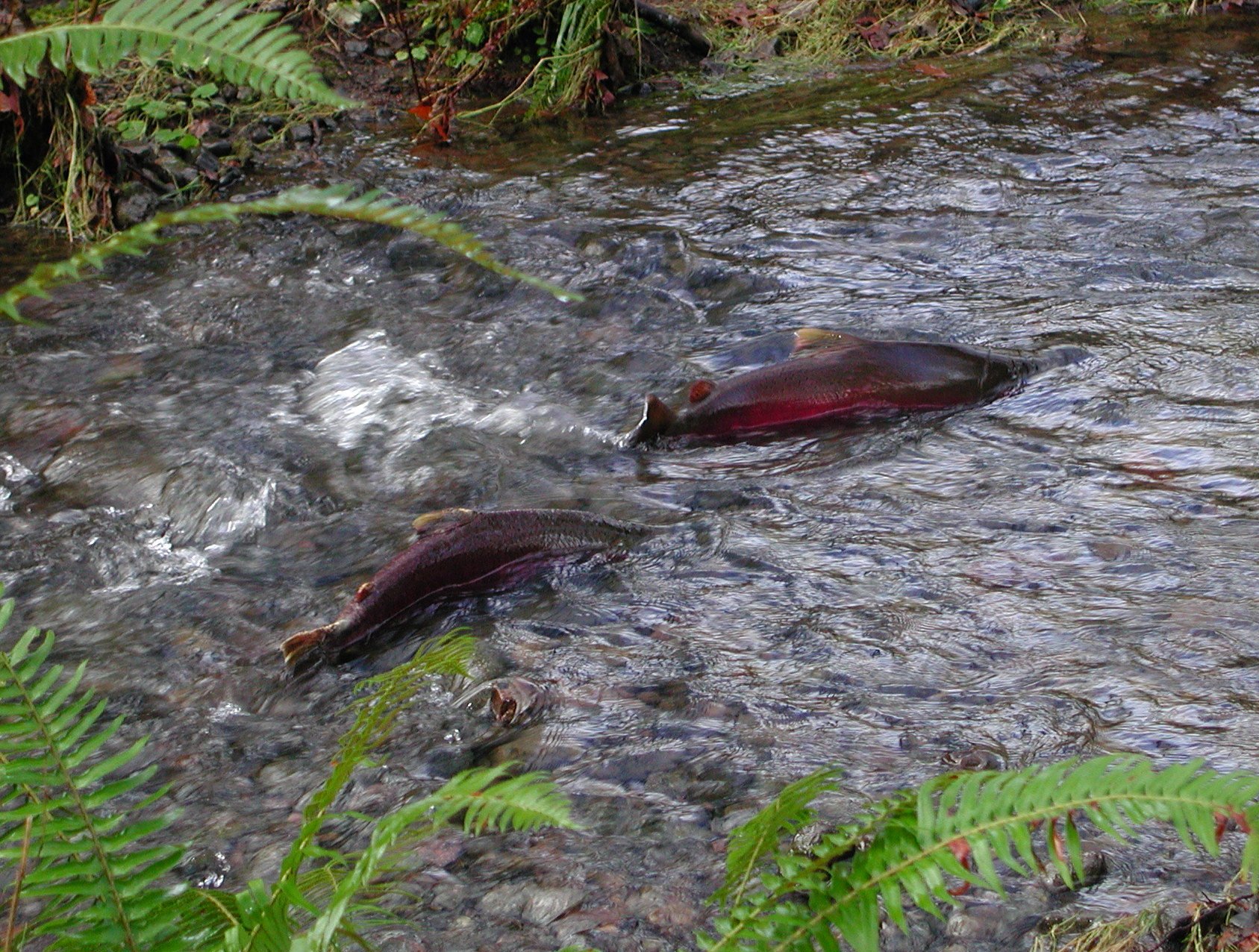 Lawsuit Challenges FEMA-Funded Logging Road in Oregon's Coast Range - Center for Biological Diversity - Vimarsana News