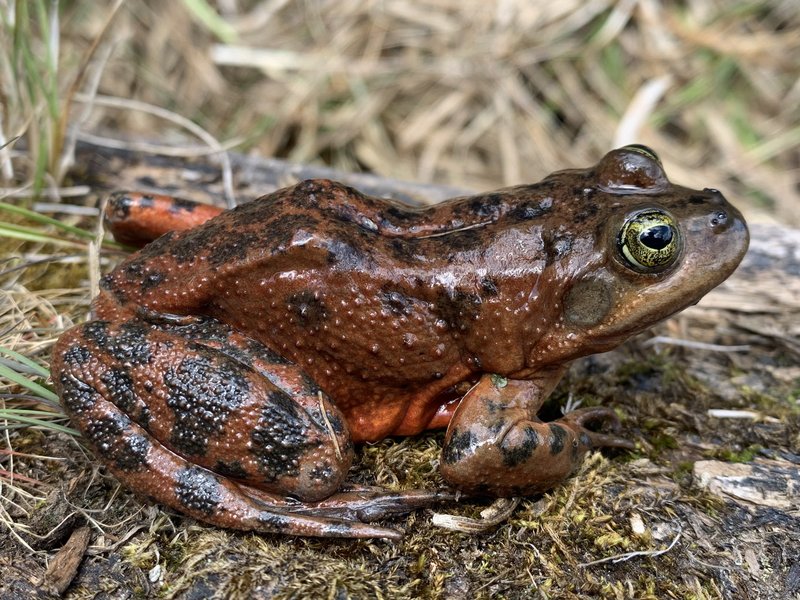 RSOregon_spotted_frog_USGS_FPWC