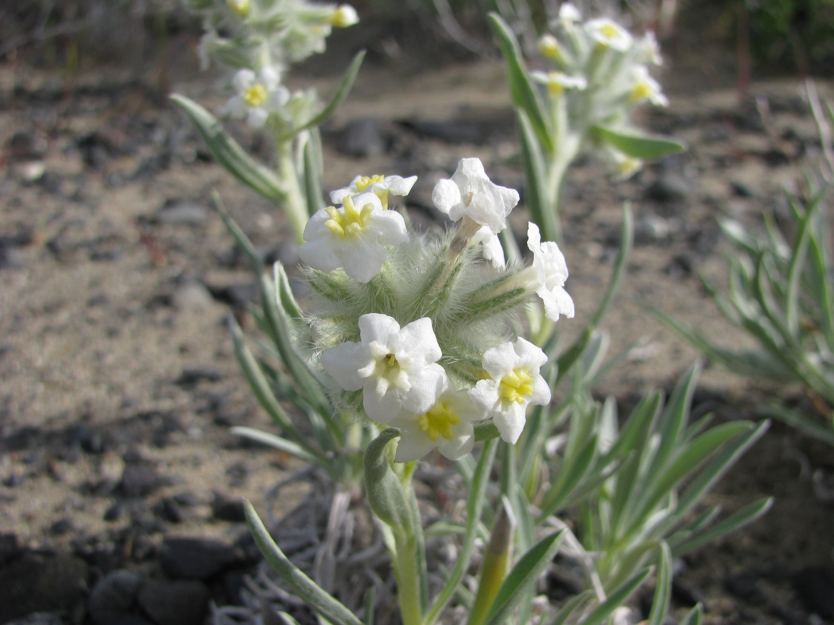 Lawsuit Filed to Protect Beautiful Columbia River Dunes Flower in  Washington - Center for Biological Diversity