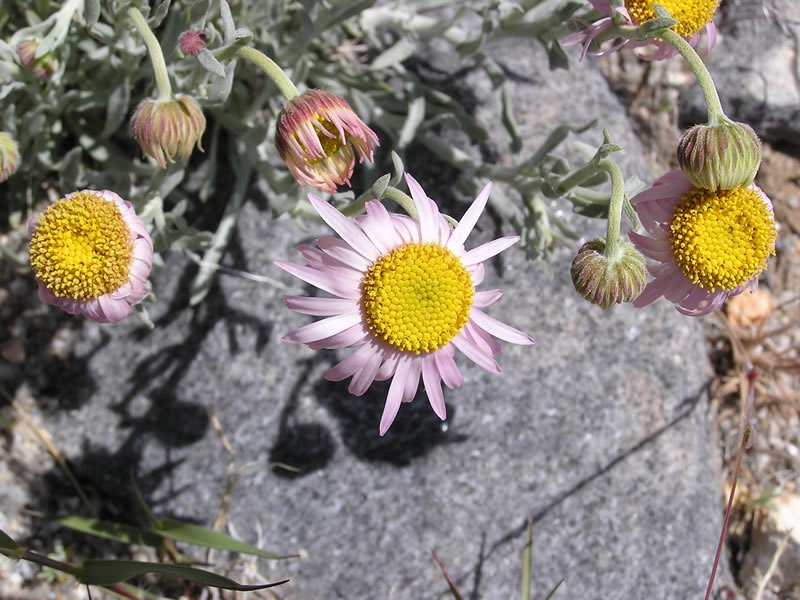 RSParishsDaisy_ChelseaVollmer_USFS_FPWC_PD