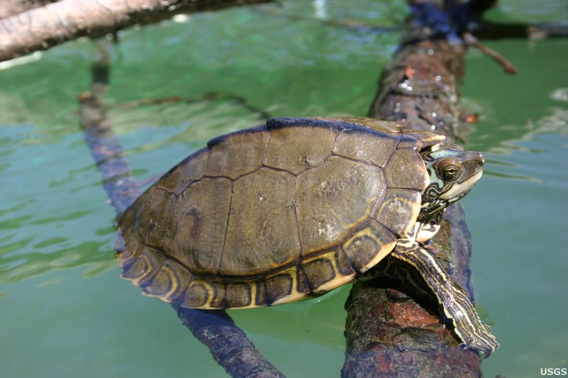 RSPearl_River_Map_Turtle_Graptemys_Pearlensis_by_Cris_Hagen_University_of_Georgia,_Savannah_River_Ecolog_Laboratory_USGS_PUBLIC_DOMAIN_FPWC