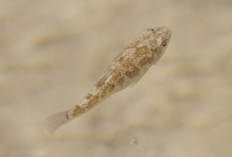 Pecos pupfish by James Bailey