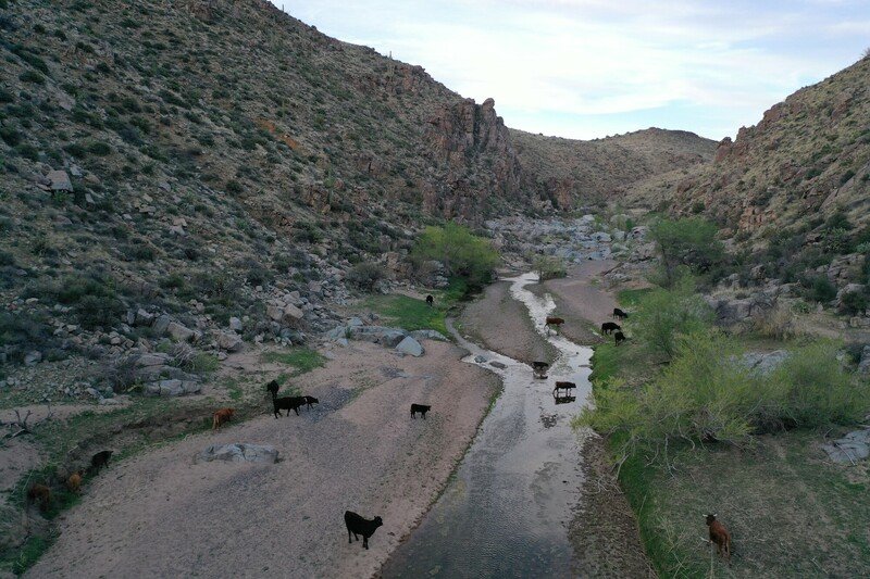 Lawsuit Challenges Destructive Grazing in Agua Fria National Monument - Vimarsana News